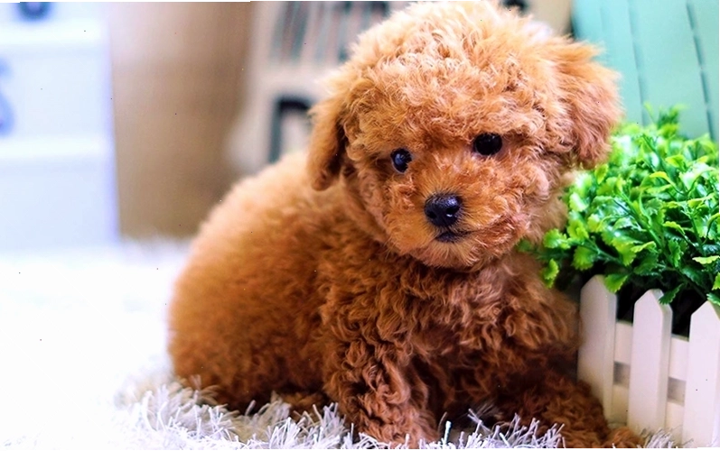 Chó Poodle với bộ lông xoăn bồng bềnh và quý phái