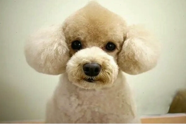Chó Poodle với kiểu cắt Cupcake Cut đáng yêu