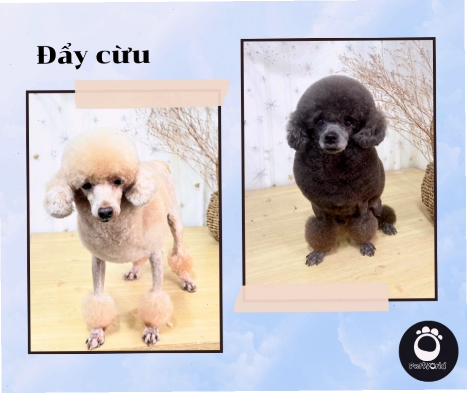 Chó Poodle với kiểu cắt đẩy cừu dễ thương