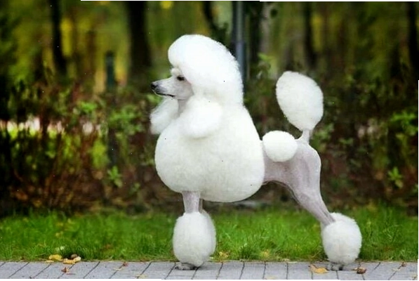 Chó Poodle với kiểu cắt Lion Cut đầy uy lực