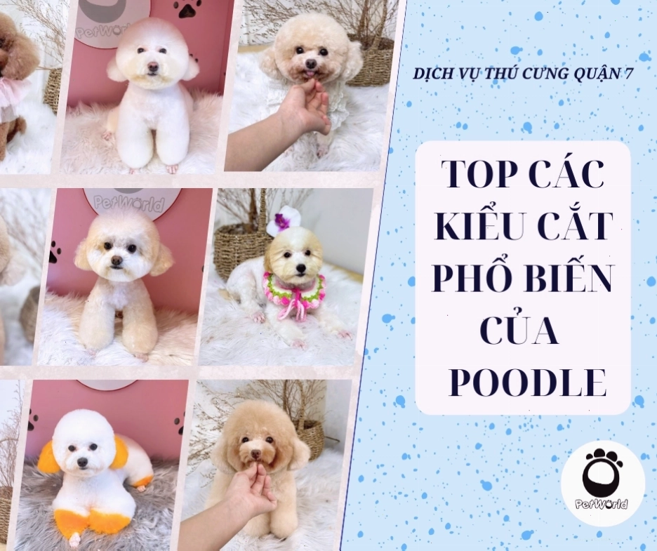 Chó Poodle với kiểu cắt Teddy Bear đáng yêu