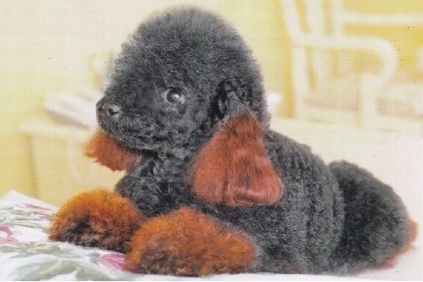 Chó Poodle với kiểu cắt Tiểu Yêu Tinh tinh nghịch