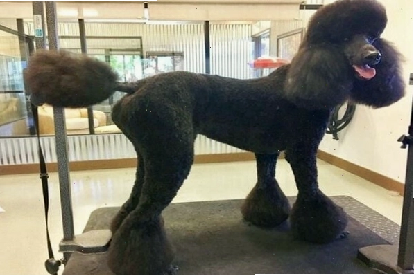 Chó Poodle với kiểu cắt Town & Country thanh lịch