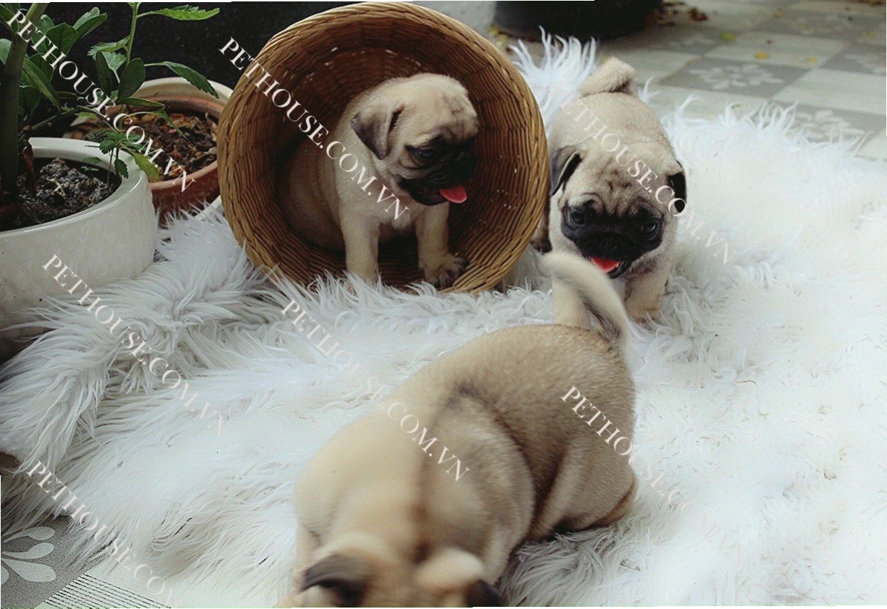 Chó Pug mặt xệ với biểu cảm hài hước