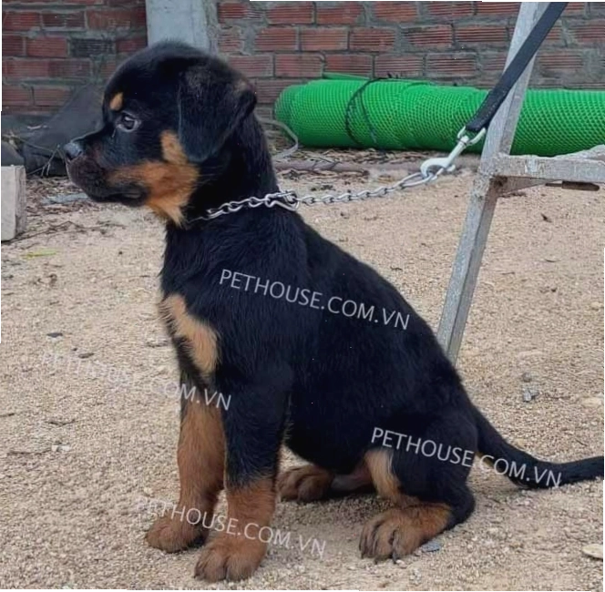Chó Rottweiler đen vàng mã RW807 uy dũng