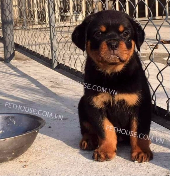 Chó Rottweiler đen vàng mã RW809 với vẻ ngoài oai vệ