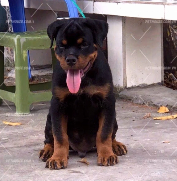 Chó Rottweiler siêu vip với ngoại hình ấn tượng