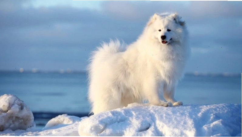 Chó Samoyed có nguồn gốc từ Bắc Nga và Tây Siberia