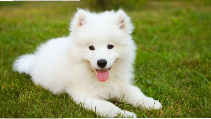 Chó Samoyed có tính cách thông minh, năng động và rất thân thiện
