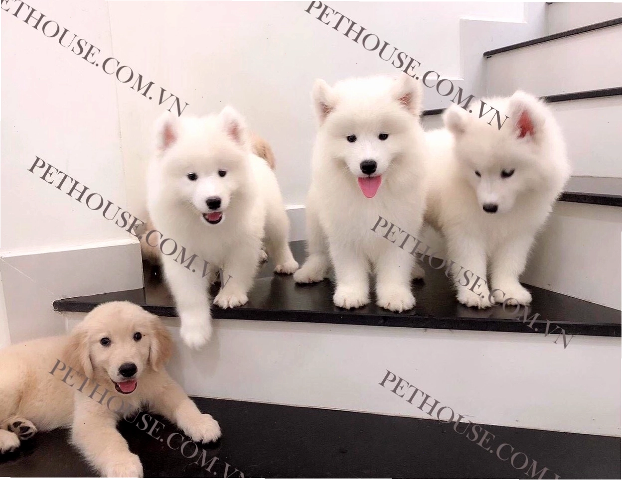 Chó Samoyed cười với bộ lông trắng muốt