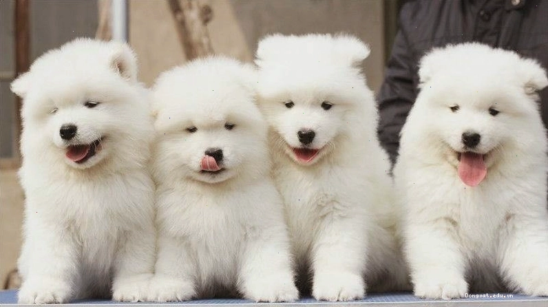 Chó Samoyed lai vẫn giữ được nhiều nét đẹp của Samoyed thuần chủng
