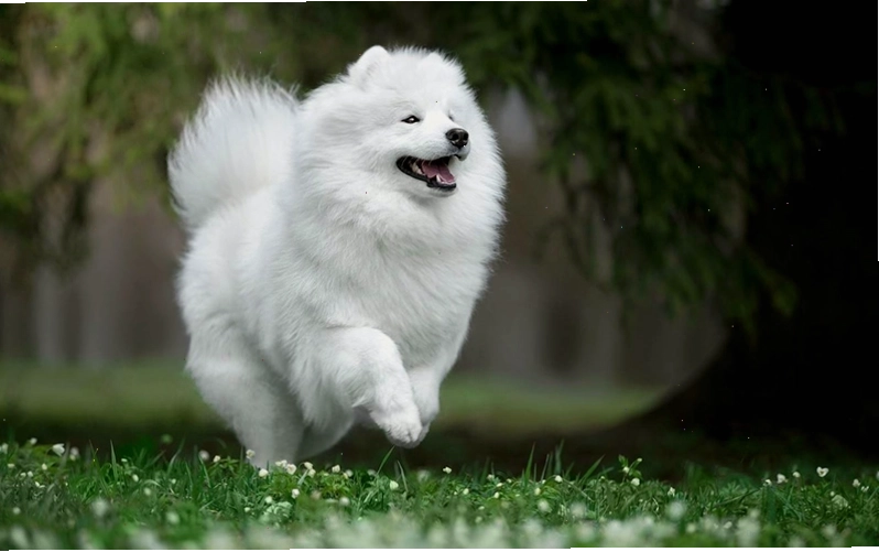 Chó Samoyed với bộ lông trắng muốt và nụ cười đặc trưng