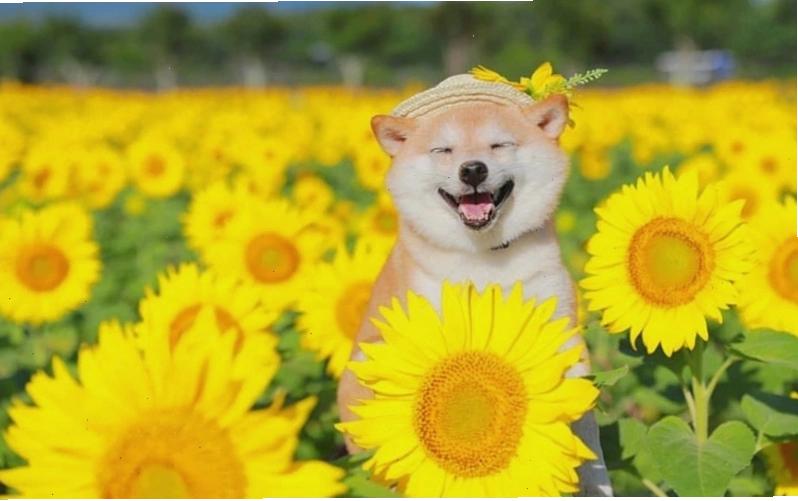 Chó Shiba Inu với vẻ ngoài giống cáo và bộ lông đặc trưng