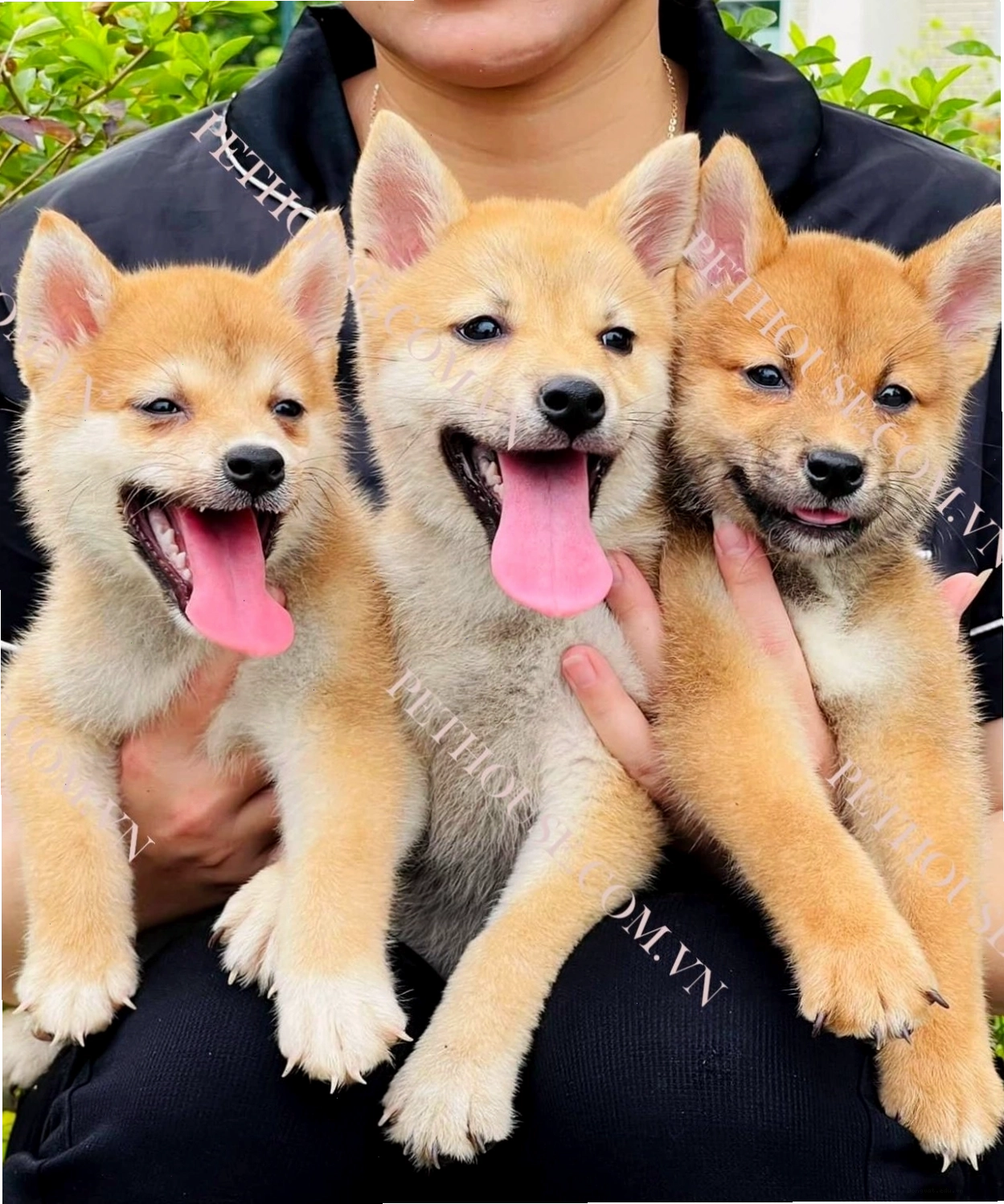 Chó Shiba với khuôn mặt biểu cảm và tính cách độc lập