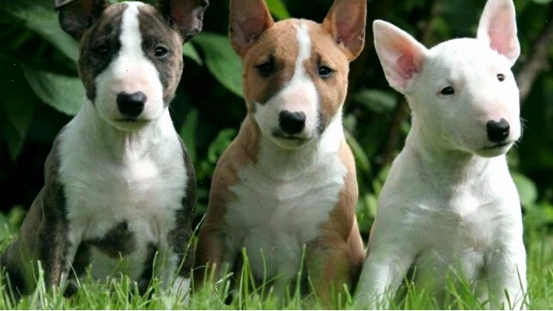 Chó sục bò với nhiều màu lông khác nhau