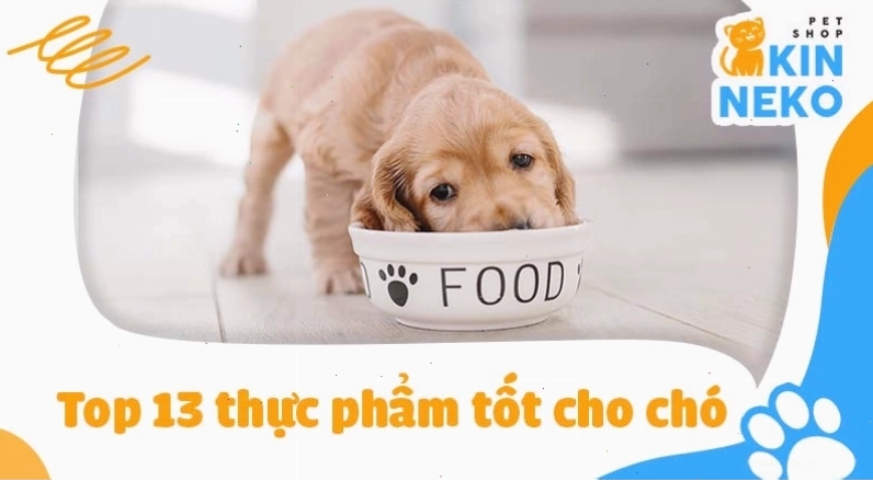 Chó trưởng thành đang ăn thức ăn khô chất lượng cao