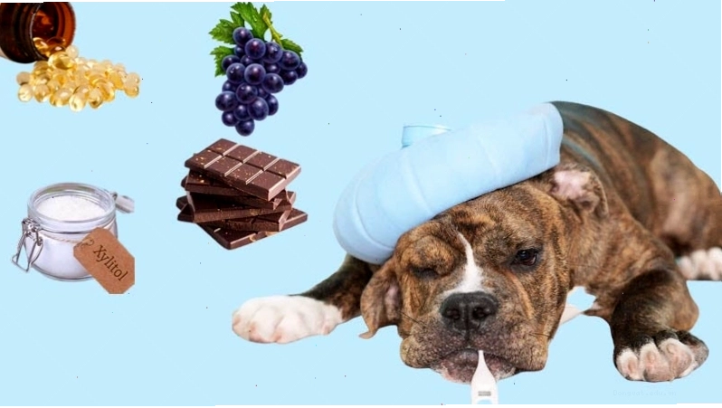 Chó với đôi mắt đỏ ngầu và biểu hiện mệt mỏi