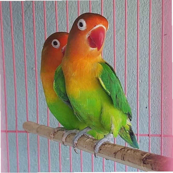 Chọn vẹt Lovebird cần quan sát kỹ các dấu hiệu sức khỏe