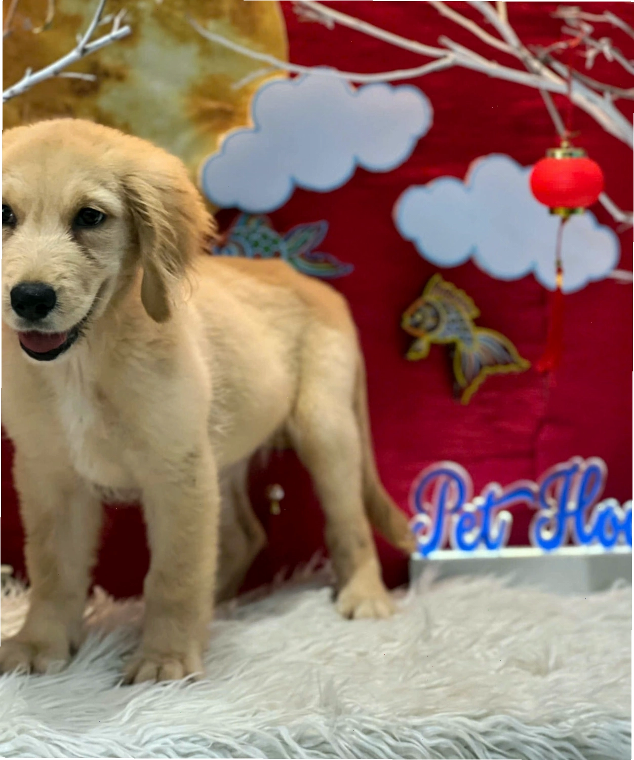 Chú chó Golden Retriever con đang được chải lông