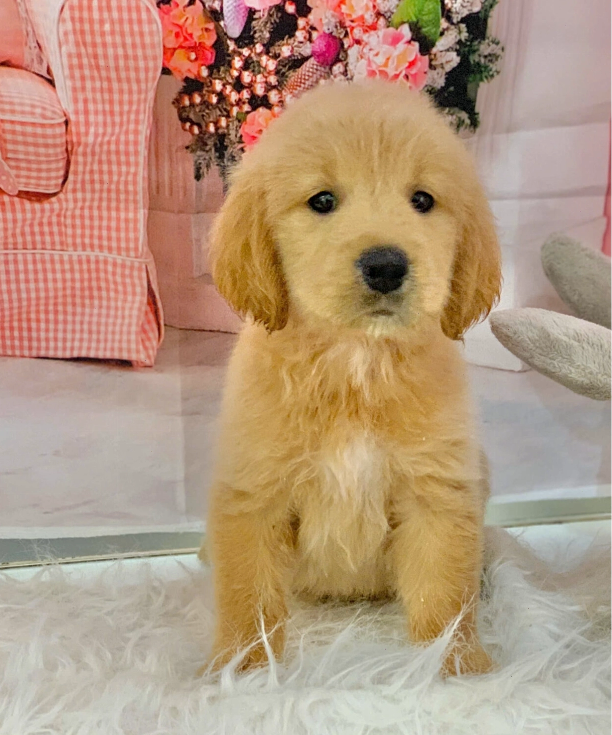 Chú chó Golden Retriever con đang nô đùa