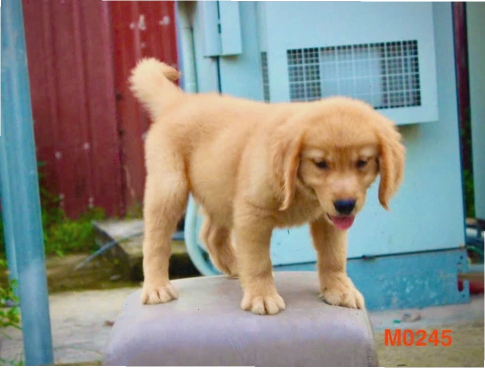 Chú chó Golden Retriever con với vẻ ngoài tinh nghịch
