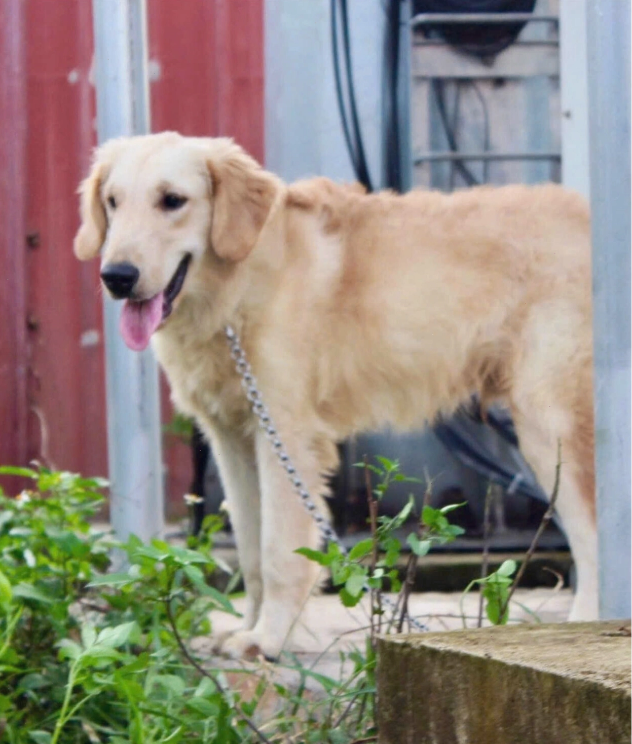 Chú chó Golden Retriever đang chơi đùa ngoài công viên