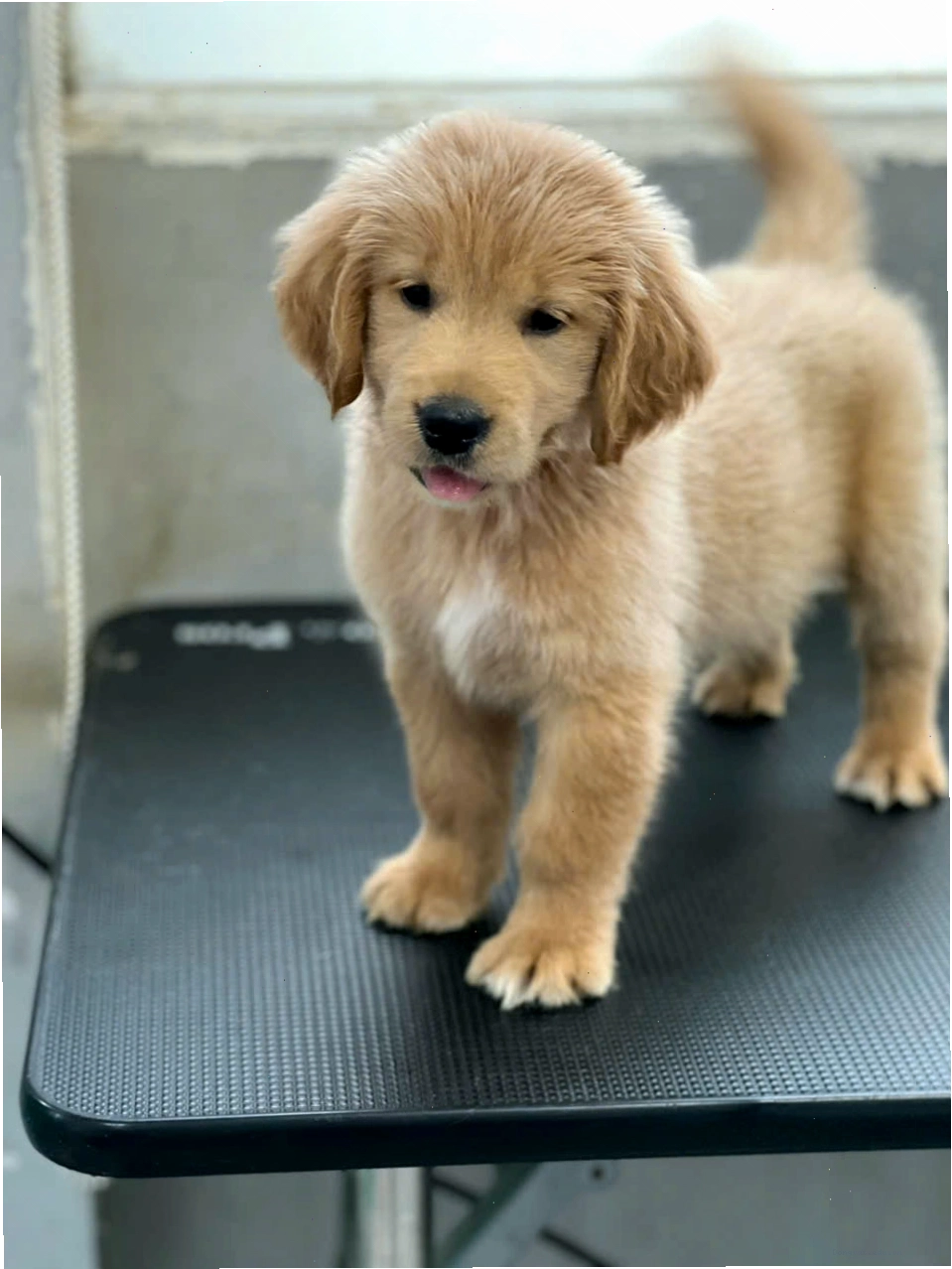 Chú chó Golden Retriever đang vui vẻ