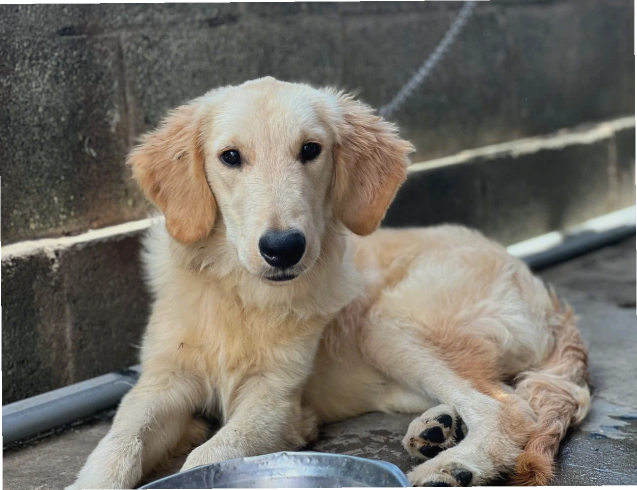 Chú chó Golden Retriever với vẻ ngoài thuần chủng và khỏe mạnh