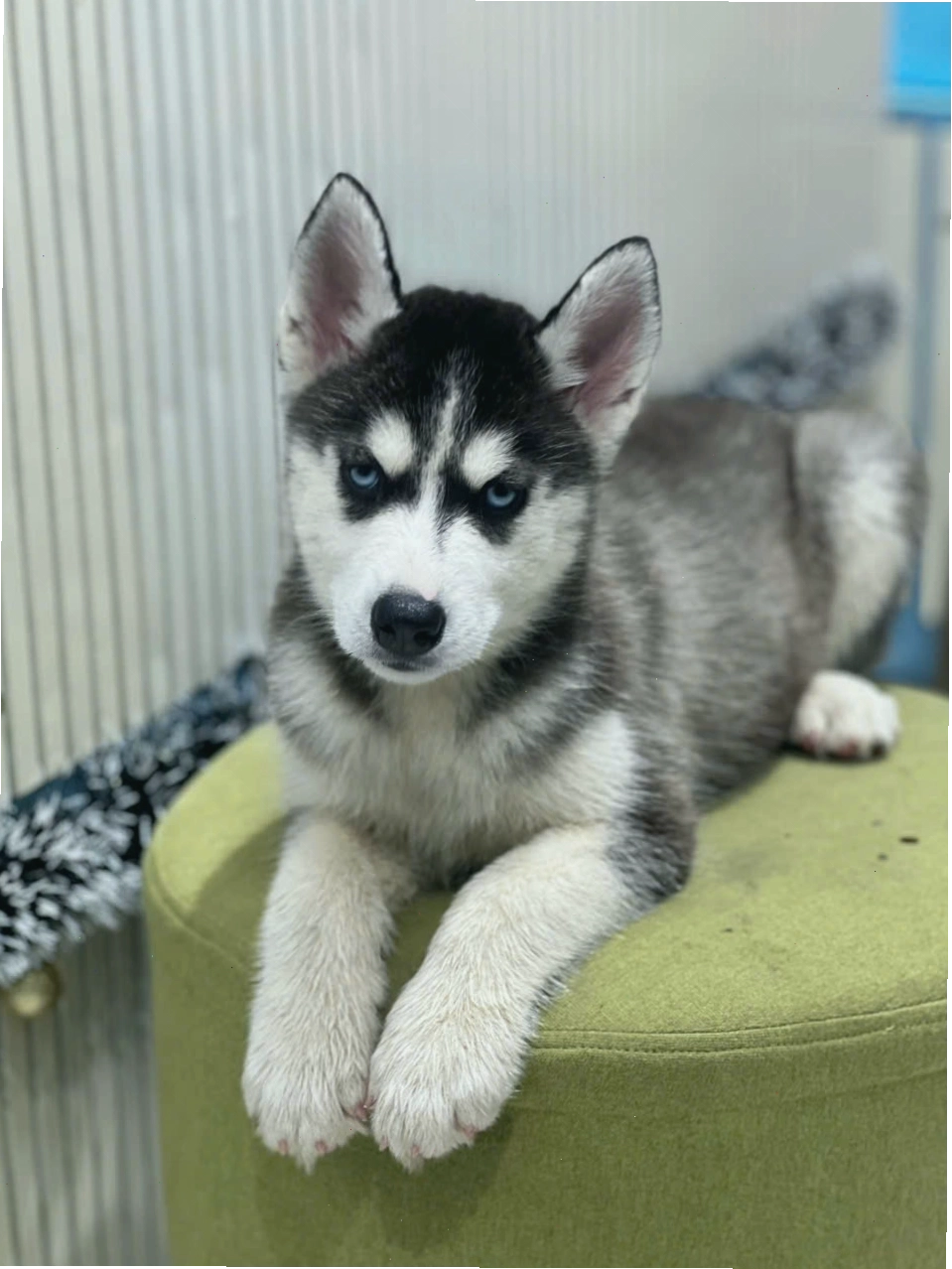 Chú chó Husky đang chạy nhảy vui đùa ngoài trời