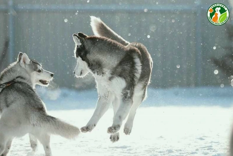 Chú chó Husky đang có biểu cảm đáng yêu và ngộ nghĩnh