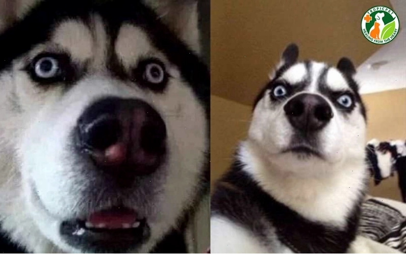 Chú chó Husky đang thể hiện nét tính cách tinh nghịch