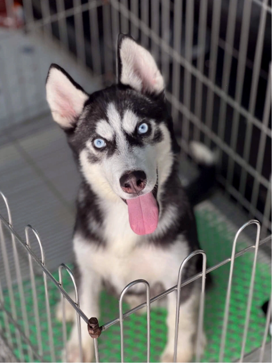 Chú chó Husky mặt xanh đáng yêu