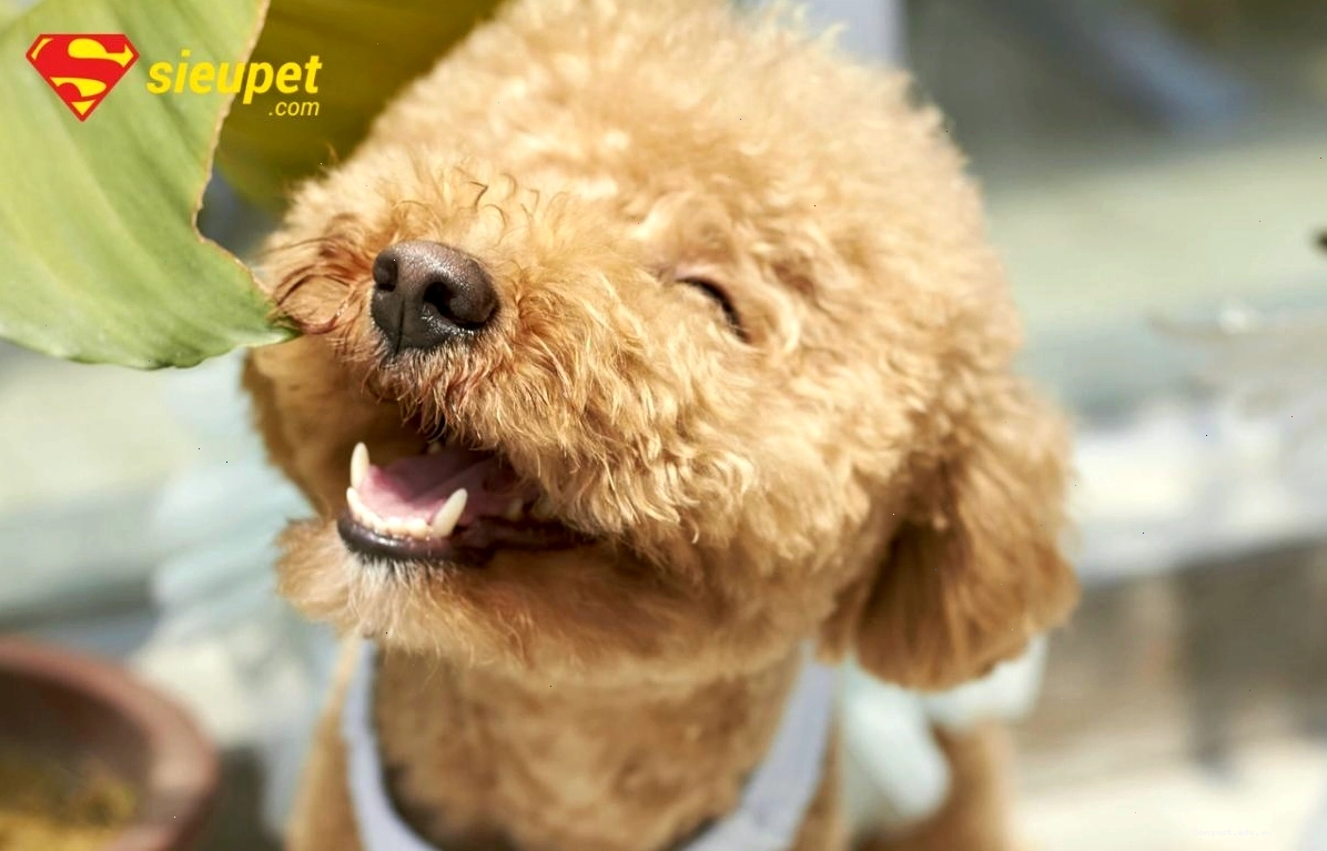 Chú chó Poodle đang được bác sĩ thú y kiểm tra sức khỏe