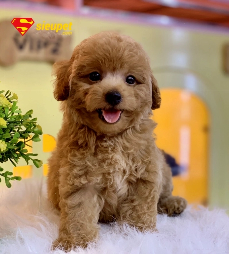 Chú chó Poodle trắng tinh khôi