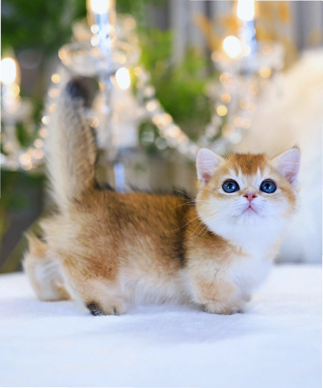 Chú mèo Munchkin lông dài màu vàng đang vui đùa