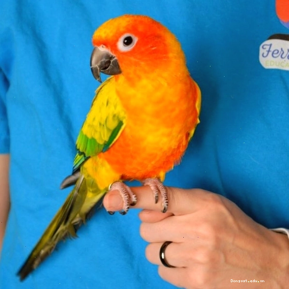 Chú vẹt Sun Conure ngồi trên cây đậu trong lồng