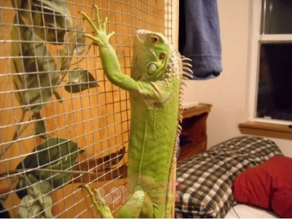Chuồng nuôi Iguana rộng rãi với nhiều cành cây cho Iguana leo trèo
