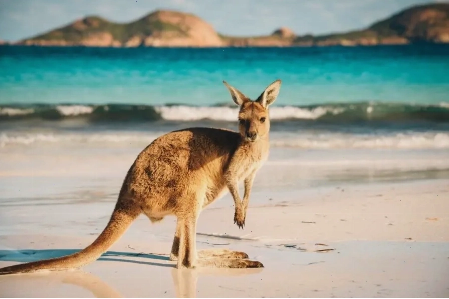 Chuột túi Kangaroo là biểu tượng của Australia