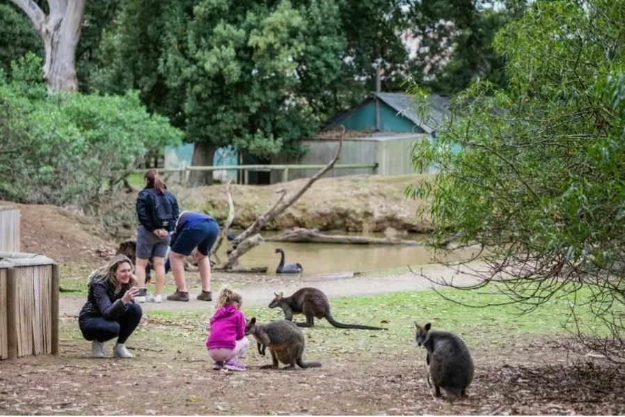 Chuột túi tại Featherdale Wildlife Park thể hiện sức mạnh