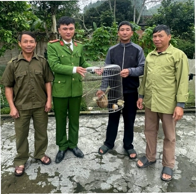 Cu li nhỏ trong vườn keo