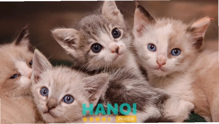 Cửa hàng AZ Pet với nhiều loại mèo cảnh khác nhau