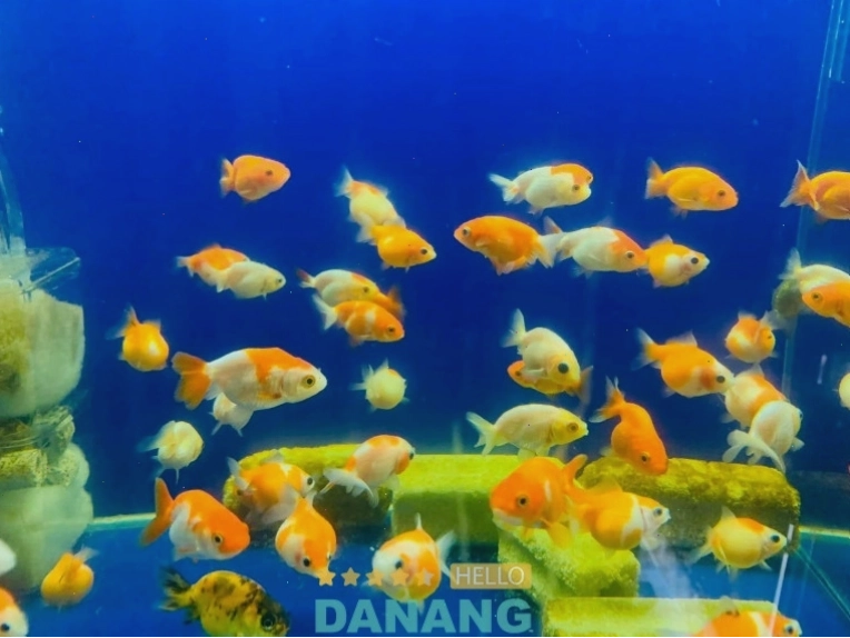 Cửa hàng cá cảnh Nin Trần với nhiều chủng loại cá