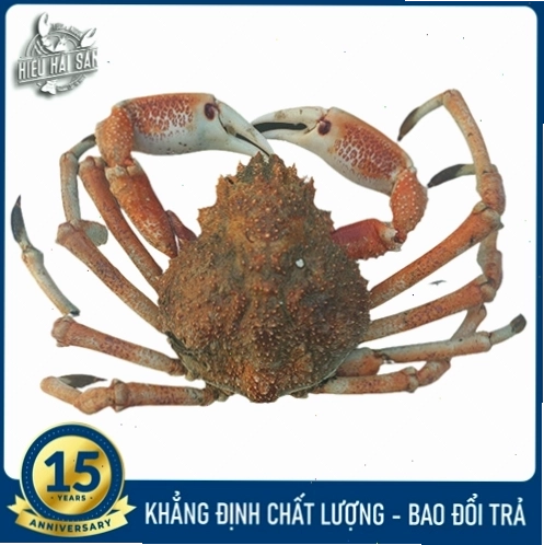 Cua Nhện Nhật Bản với sải chân dài ấn tượng