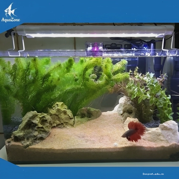 Đá và lũa được bố trí tự nhiên tạo cảnh quan cho hồ thủy sinh