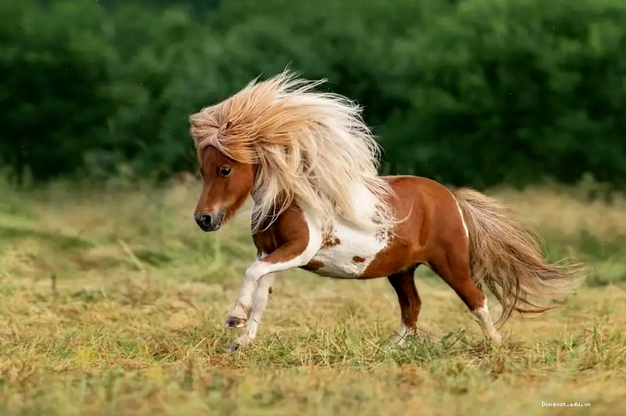 Đặc điểm cơ thể nổi bật của ngựa lùn Pony
