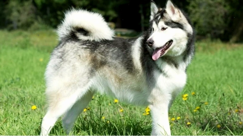 Đặc điểm ngoại hình ấn tượng của chó Alaska với bộ lông dày và vóc dáng cân đối