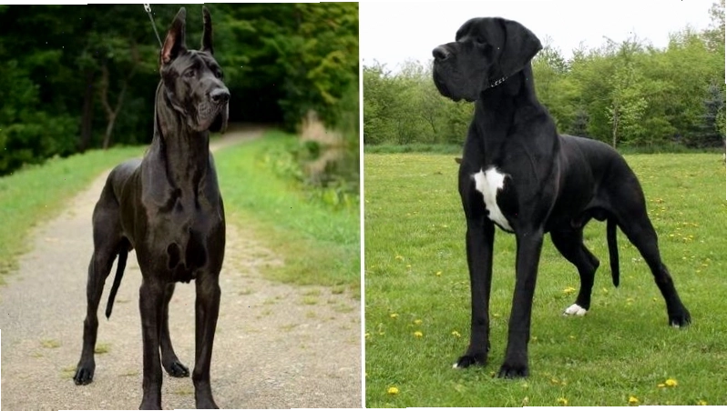 Đặc điểm ngoại hình chó Great Dane với vóc dáng khổng lồ