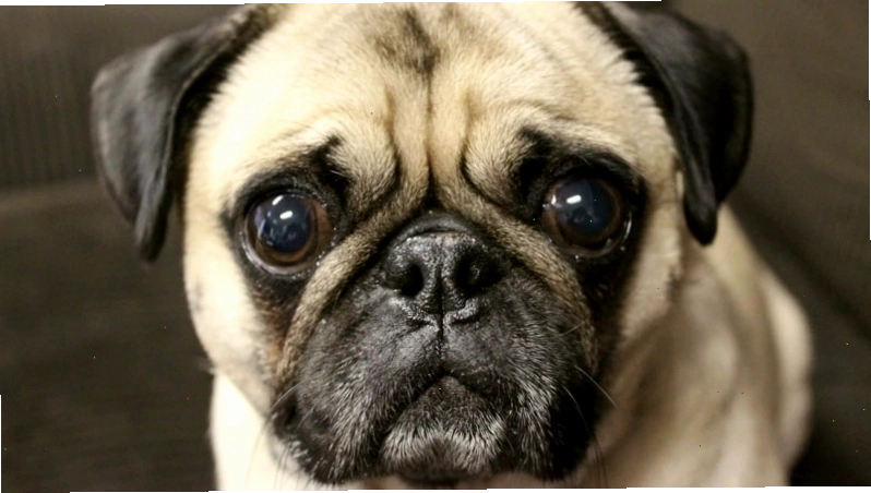 Đặc điểm ngoại hình chó Pug: khuôn mặt nhiều nếp nhăn, mắt to, thân hình chắc nịch