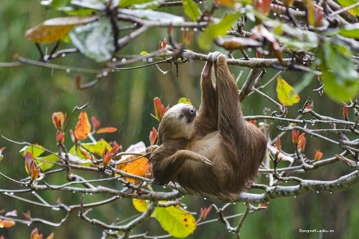 Đặc điểm ngoại hình của loài lười (sloth)
