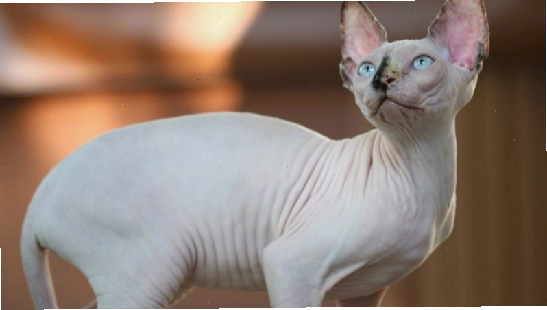 Đặc điểm ngoại hình của mèo Ai Cập Sphynx không lông với làn da nhăn nheo và tai lớn